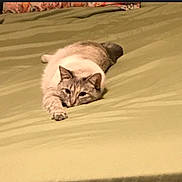 Rain joined the competition — help win amazing prizes! cat, bed, green_bedspread, pet, feline, lying_down, relaxed, fur, indoor, animal, cute, whiskers, ears, paw, sleepy, resting, domestic, cozy, striped, soft