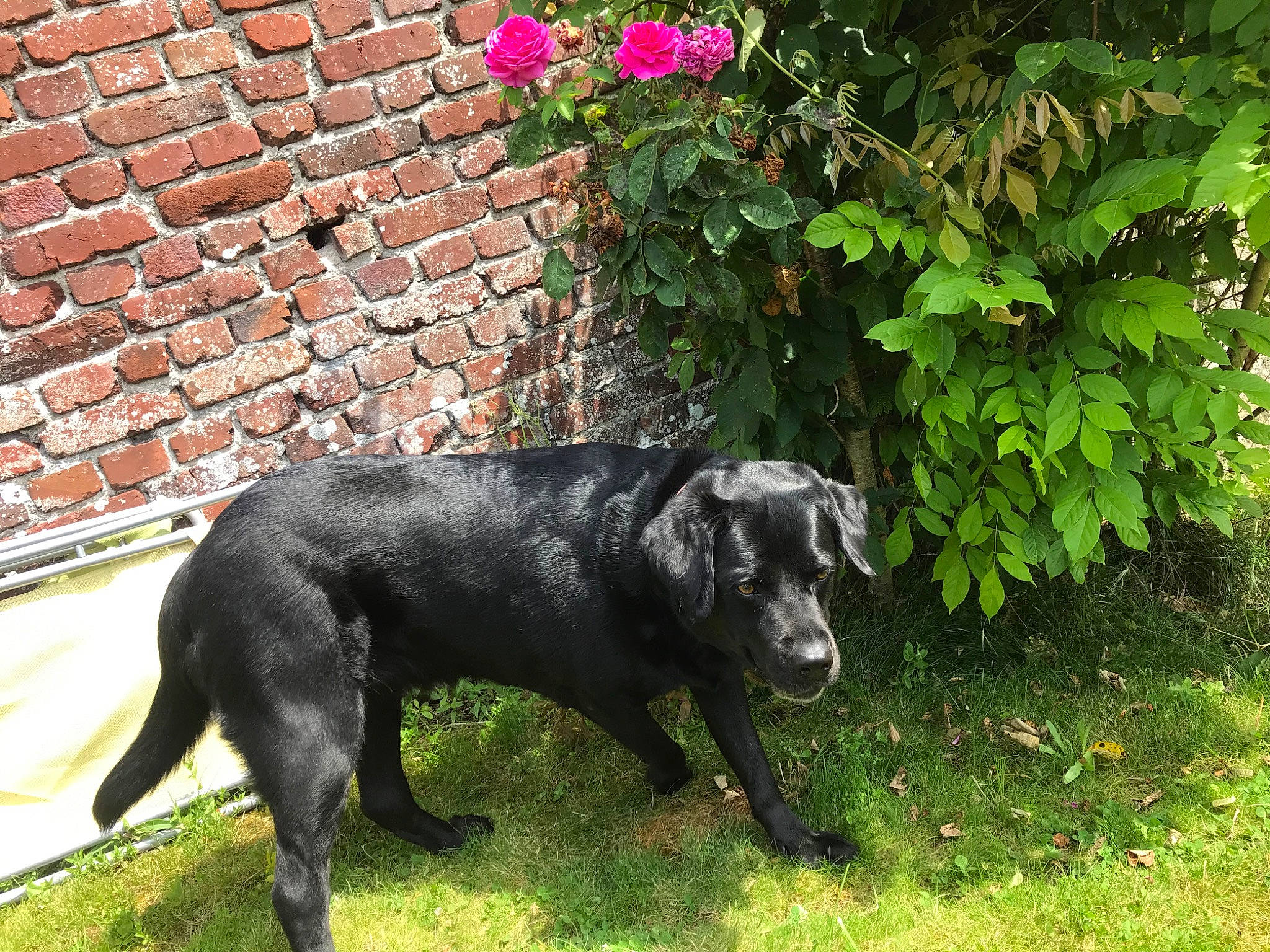Lisy participe au concours pour gagner de l'argent avec cette photo : borador, canidae, carnivore, companion_dog, dog, dog_breed, flat_coated_retriever, flower, grass, labrador_retriever, mammal, patterdale_terrier, plant, retriever, sporting_group, vertebrate
