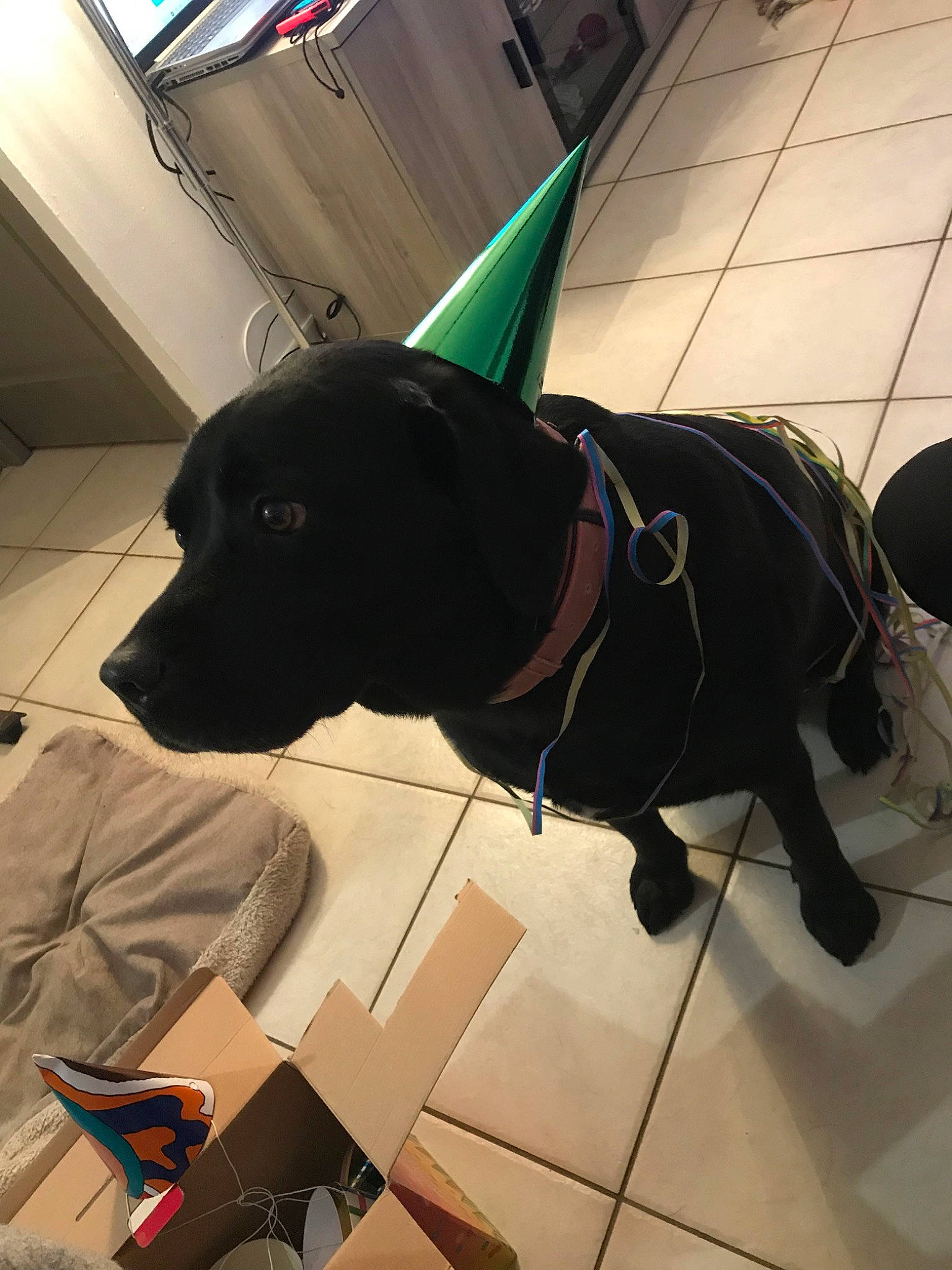 Lisy a rejoint le concours — aidez-le/la à gagner de superbes lots ! beagador, canidae, carnivore, companion_dog, dog, dog_breed, floor, labrador_retriever, leash, snout, sporting_group