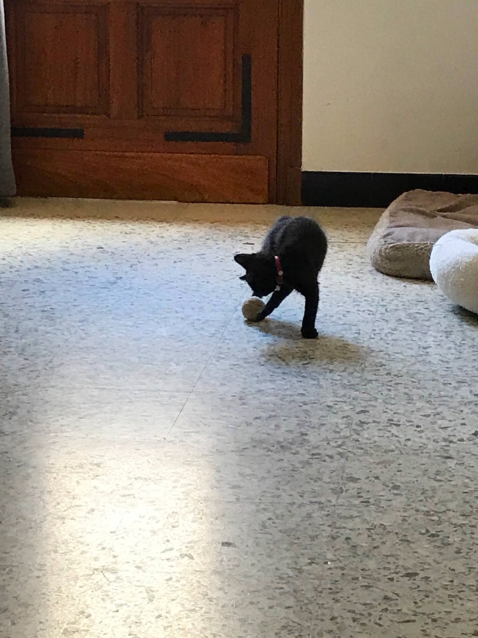 Plume participe au concours pour gagner de l'argent avec cette photo : boston_terrier, canidae, cat, fawn, floor, flooring, hardwood, non_sporting_group, tail, tile, wood