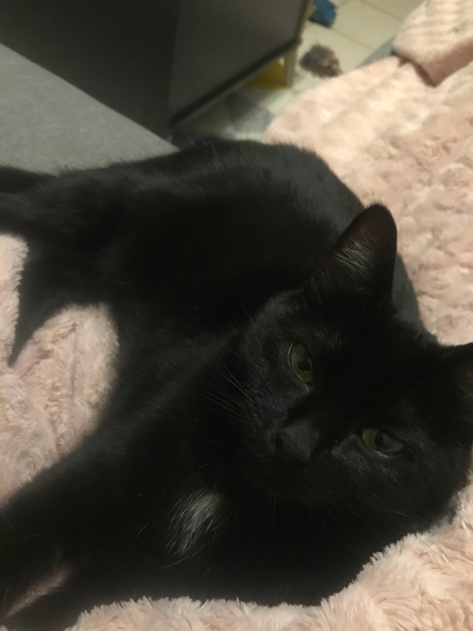 Plume a rejoint le concours — aidez-le/la à gagner de superbes lots ! asian, black, black_cat, bombay, burmese, carnivore, cat, claw, domestic_short_haired_cat, ear, felidae, fur, korat, polydactyl_cat, sand, shadow, small_to_medium_sized_cats, snout, tail, whiskers