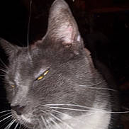 Blessed joined the competition — help win amazing prizes! cat, gray_cat, white_fur, yellow_eyes, whiskers, close_up, pet, animal, feline, indoor, blurred, dim_lighting, portrait, face, fur, whisker, cute, domestic_cat, mammal, head