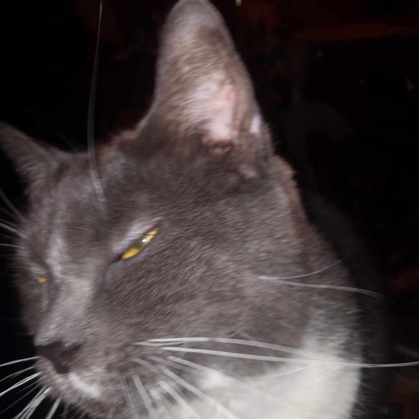 Blessed joined the competition — help win amazing prizes! animal, blurred, cat, close_up, cute, dim_lighting, domestic_cat, face, feline, fur, gray_cat, head, indoor, mammal, pet, portrait, whisker, whiskers, white_fur, yellow_eyes