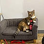 animal, architecture, armchair, astronomy, building, cat, chair, couch, cushion, furniture, homedecor, indoors, kitten, livingroom, machine, outerspace, pet, photoframe, room, wheel