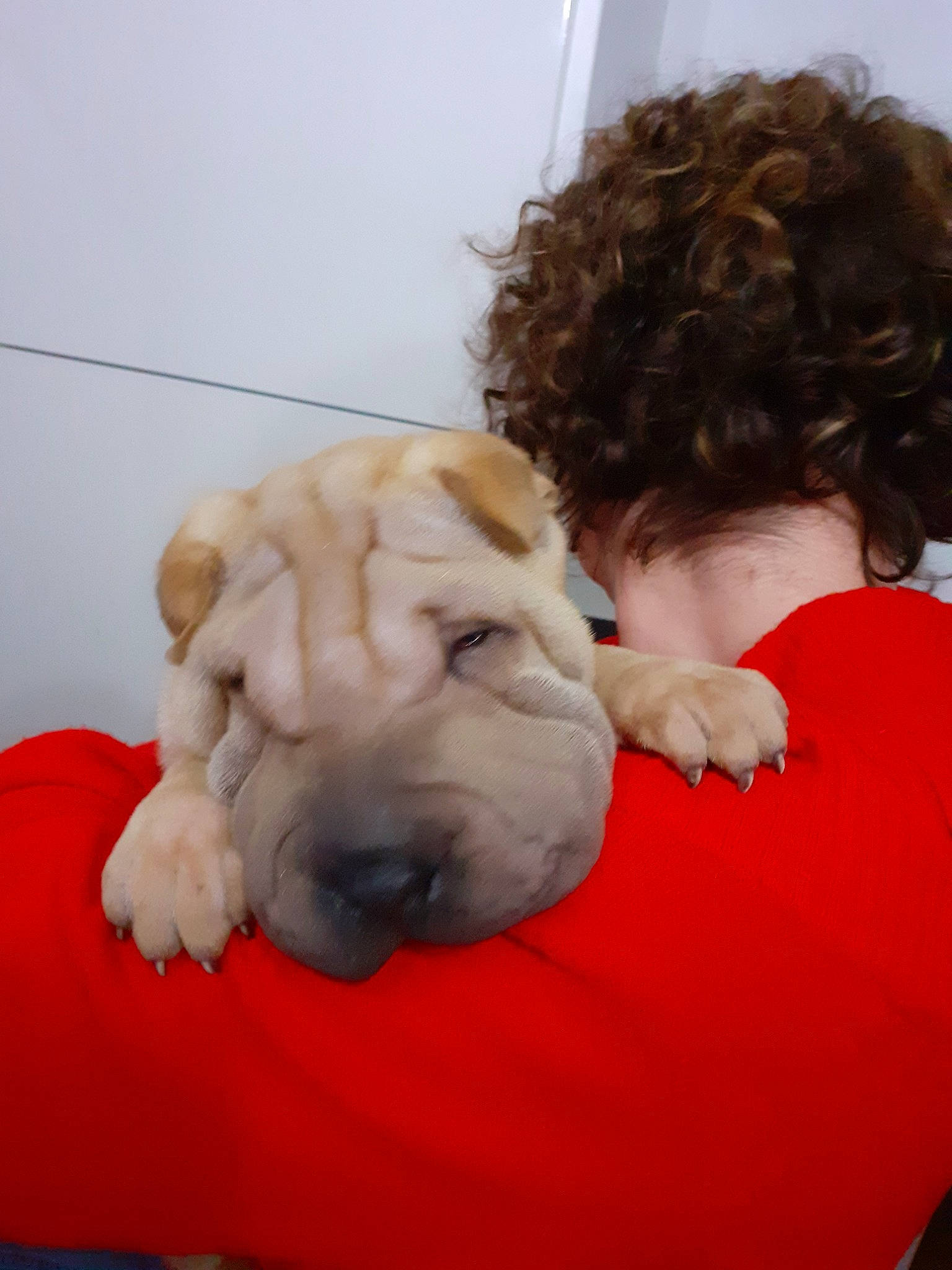 Inako a rejoint le concours — aidez-le/la à gagner de superbes lots ! canidae, carnivore, companion_dog, dog, dog_breed, fawn, mammal, non_sporting_group, old_english_bulldog, ori_pei, puppy_love, shar_pei, sporting_group, wrinkle