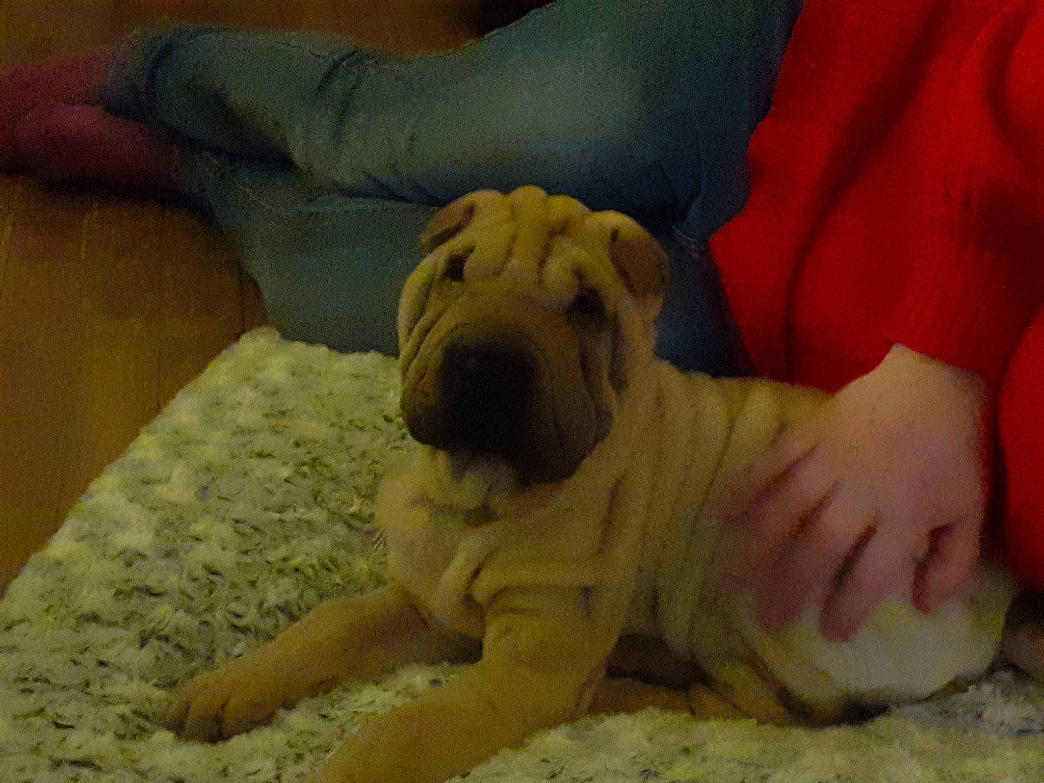 Inako a rejoint le concours — aidez-le/la à gagner de superbes lots ! canidae, carnivore, companion_dog, dog, dog_breed, fawn, mammal, non_sporting_group, ori_pei, puppy, shar_pei, skin, toy_bulldog, vertebrate, wrinkle