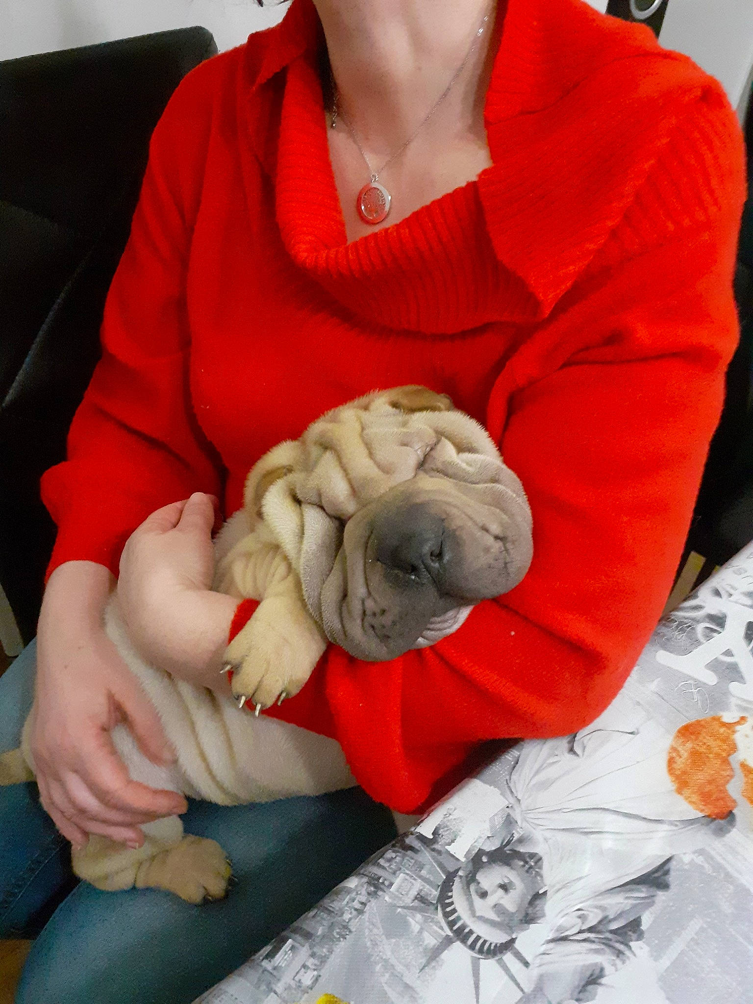Inako participe au concours pour gagner de l'argent avec cette photo : canidae, companion_dog, dog_breed, fawn, non_sporting_group, orange, pug, shar_pei, sporting_group, wool
