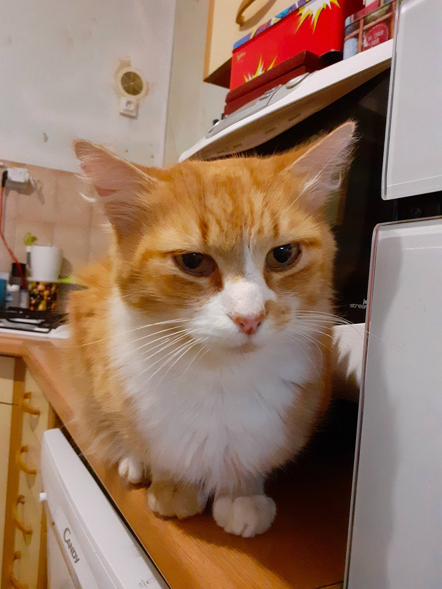 Brandon Miaous participe au concours pour gagner de l'argent avec cette photo : aegean_cat, asian, carnivore, cat, domestic_short_haired_cat, european_shorthair, fawn, felidae, kitten, kurilian_bobtail, mammal, polydactyl_cat, ragamuffin, small_to_medium_sized_cats, tabby_cat, whiskers