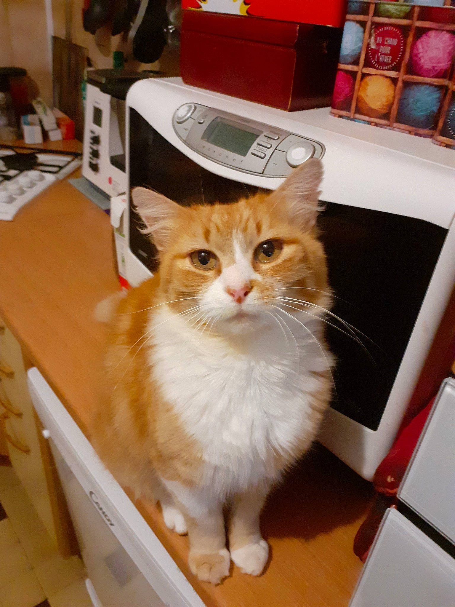 Brandon Miaous a rejoint le concours — aidez-le/la à gagner de superbes lots ! carnivore, cat, cymric, domestic_long_haired_cat, domestic_short_haired_cat, european_shorthair, fawn, felidae, kitten, mammal, norwegian_forest_cat, ragamuffin, small_to_medium_sized_cats, whiskers