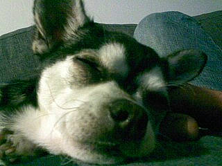 Haslan a rejoint le concours — aidez-le/la à gagner de superbes lots ! alaskan_malamute, canidae, carnivore, companion_dog, dog, dog_breed, ear, mammal, miniature_siberian_husky, nose, puppy, rare_breed_dog, siberian_husky, snout, sporting_group, vertebrate