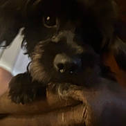 Riley joined the competition — help win amazing prizes! dog, pet, black_fur, close_up, nose, paw, eye, muzzle, fluffy, blurry, low_light, indoor, blanket, couch, fur_texture, portrait, cozy, shiny_nose, whiskers, sleepy