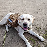 Uno a rejoint le concours — aidez-le/la à gagner de superbes lots ! dog, labrador, service_dog, training_vest, canine, animal, pet, outdoor, grass, dirt_path, happy, smiling, leash, mammal, friendly, working_dog, resting, closeup, daylight, nature