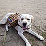 dog, labrador, service_dog, training_vest, canine, animal, pet, outdoor, grass, dirt_path, happy, smiling, leash, mammal, friendly, working_dog, resting, closeup, daylight, nature