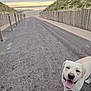 dog, labrador, panting, beach, sand_dunes, gravel_path, sunset, ocean, sky, cloudy, fence, outdoor, nature, canine, animal, pet, happy, walking_path, landscape, coast