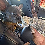 Cash joined the competition — help win amazing prizes! animal, bearded_dragon, car_interior, closeup, curious, cute, dog, french_bulldog, hand, interaction, leather_seat, lizard, mammal, pet, puppy, reptile, sunlight, tattoo, watch, window