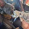 animal, bearded_dragon, car_interior, closeup, curious, cute, dog, french_bulldog, hand, interaction, leather_seat, lizard, mammal, pet, puppy, reptile, sunlight, tattoo, watch, window
