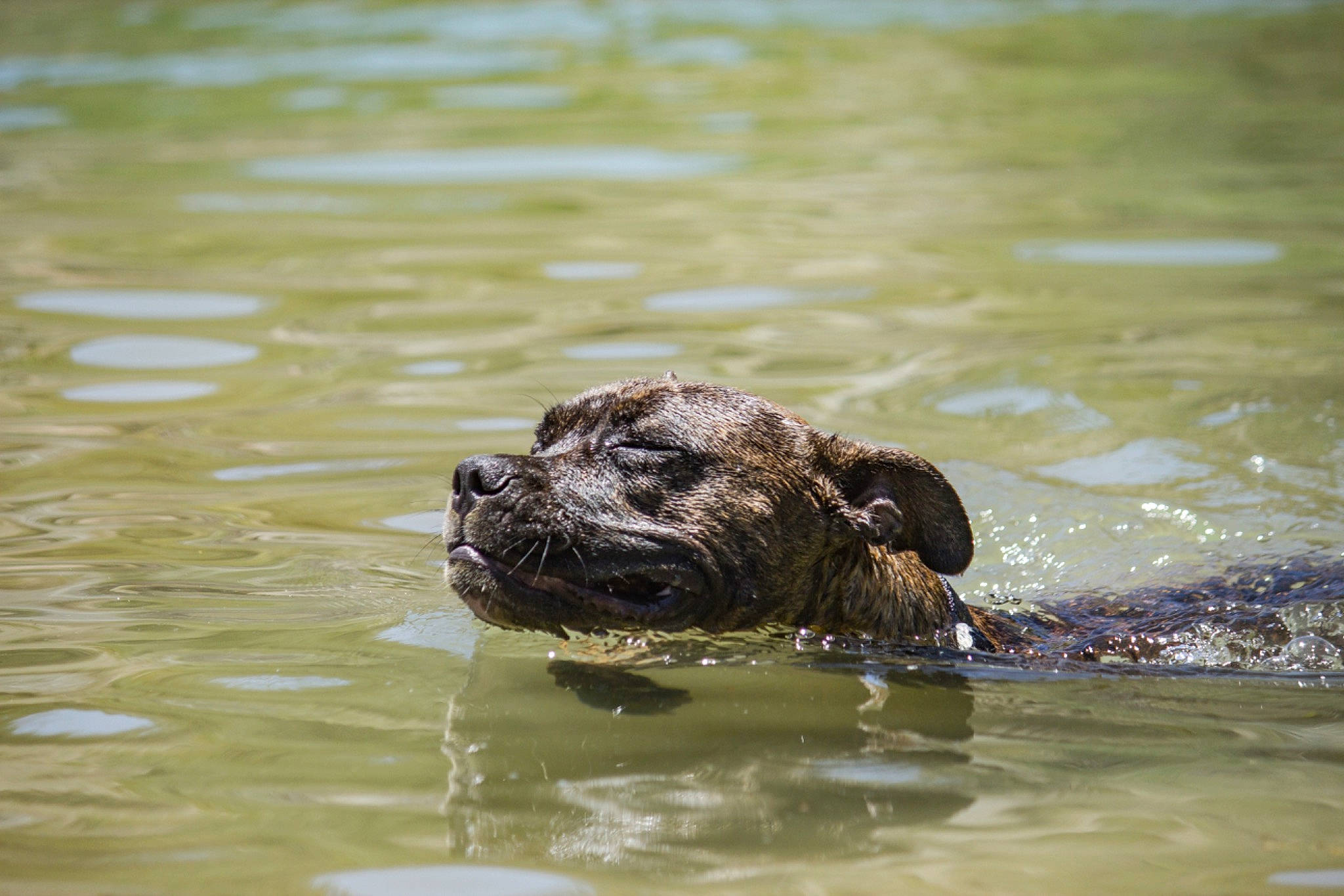 Forest joined the competition — help win amazing prizes! bathing, canidae, carnivore, dog_breed, fluid, lake, liquid, marine_mammal, mustelidae, seal, snout, sporting_group, terrestrial_animal, water, wildlife, zoo