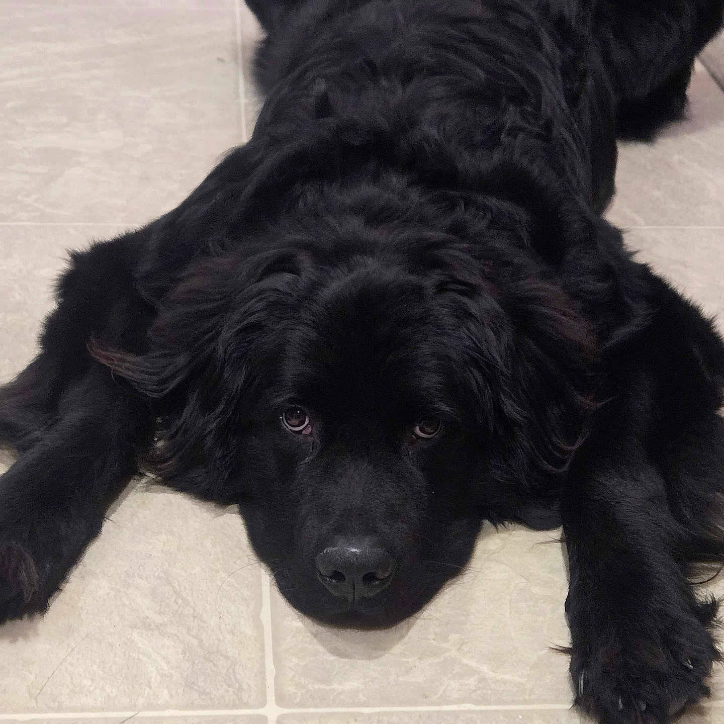 Kong joined the competition — help win amazing prizes! adorable, animal, black_dog, canine, companion, cute, dog, domestic_animal, ears, floor, fur, indoor, looking_up, lying_down, muzzle, nose, paws, pet, relaxed, tile_floor