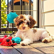 Boi George is registered to the contest to win money with this photo: adorable, animal, blue_toy, brown_and_white, curly_hair, deck, dog, fluffy, lying_down, outdoor, pet, playful, portrait, puppy, red_toy, squeaky_toy, sunlight, toy, window, wooden_floor