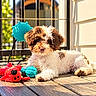 adorable, animal, blue_toy, brown_and_white, curly_hair, deck, dog, fluffy, lying_down, outdoor, pet, playful, portrait, puppy, red_toy, squeaky_toy, sunlight, toy, window, wooden_floor
