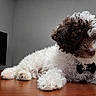Boi George joined the competition — help win amazing prizes! adorable, animal, bow_tie, brown_fur, canine, companion, curly_fur, cute, dog, domestic_animal, indoor, laying_down, pet, portrait, puppy, small_dog, table, white_fur, wood_surface, young_dog