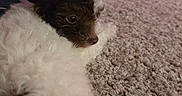 Boi George is registered to the contest to win money with this photo: animal, blurred_background, brown_fur, carpet, close_up, cozy, curly_fur, cute, dog, domestic, furniture, home, indoor, lying_down, pet, puppy, resting, soft_texture, white_fur, young_dog