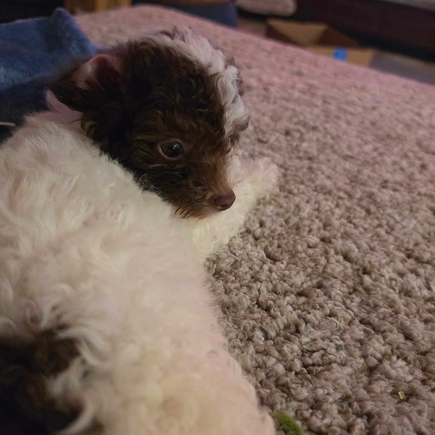 Boi George is registered to the contest to win money with this photo: puppy, dog, curly_fur, brown_fur, white_fur, carpet, indoor, pet, animal, lying_down, close_up, cozy, furniture, blurred_background, home, cute, young_dog, resting, soft_texture, domestic