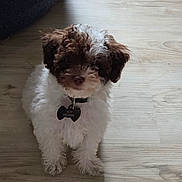 Boi George joined the competition — help win amazing prizes! adorable, animal, brown_and_white, canine, collar, companion, curly_hair, cute, dog, domestic_animal, fluffy, indoor, looking_up, pet, pet_tag, puppy, sitting, small_dog, wooden_floor, young_dog