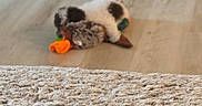 Boi George joined the competition — help win amazing prizes! blurred, brown, cabinet, carpet, cozy, dog, fabric, floor, furniture, home, indoor, living_room, pet_bed, playing, plush_toy, puppy, small_dog, toy, white, wooden_floor