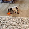 Boi George joined the competition — help win amazing prizes! blurred, brown, cabinet, carpet, cozy, dog, fabric, floor, furniture, home, indoor, living_room, pet_bed, playing, plush_toy, puppy, small_dog, toy, white, wooden_floor