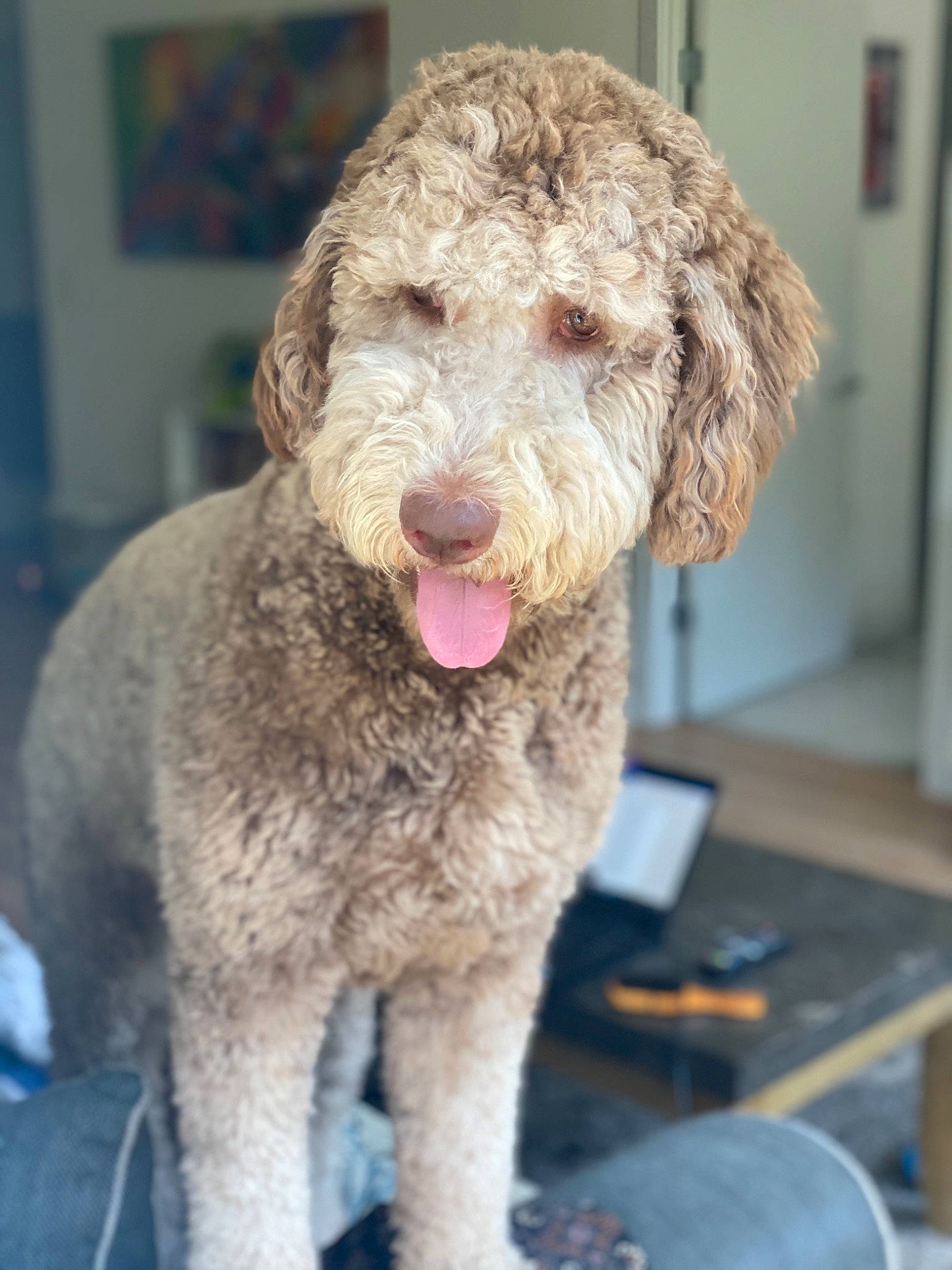 Hayden joined the competition — help win amazing prizes! canidae, carnivore, dog, dog_breed, goldendoodle, labradoodle, lagotto_romagnolo, mammal, miniature_poodle, poodle_crossbreed, spanish_water_dog, sporting_group, standard_poodle, vertebrate, water_dog