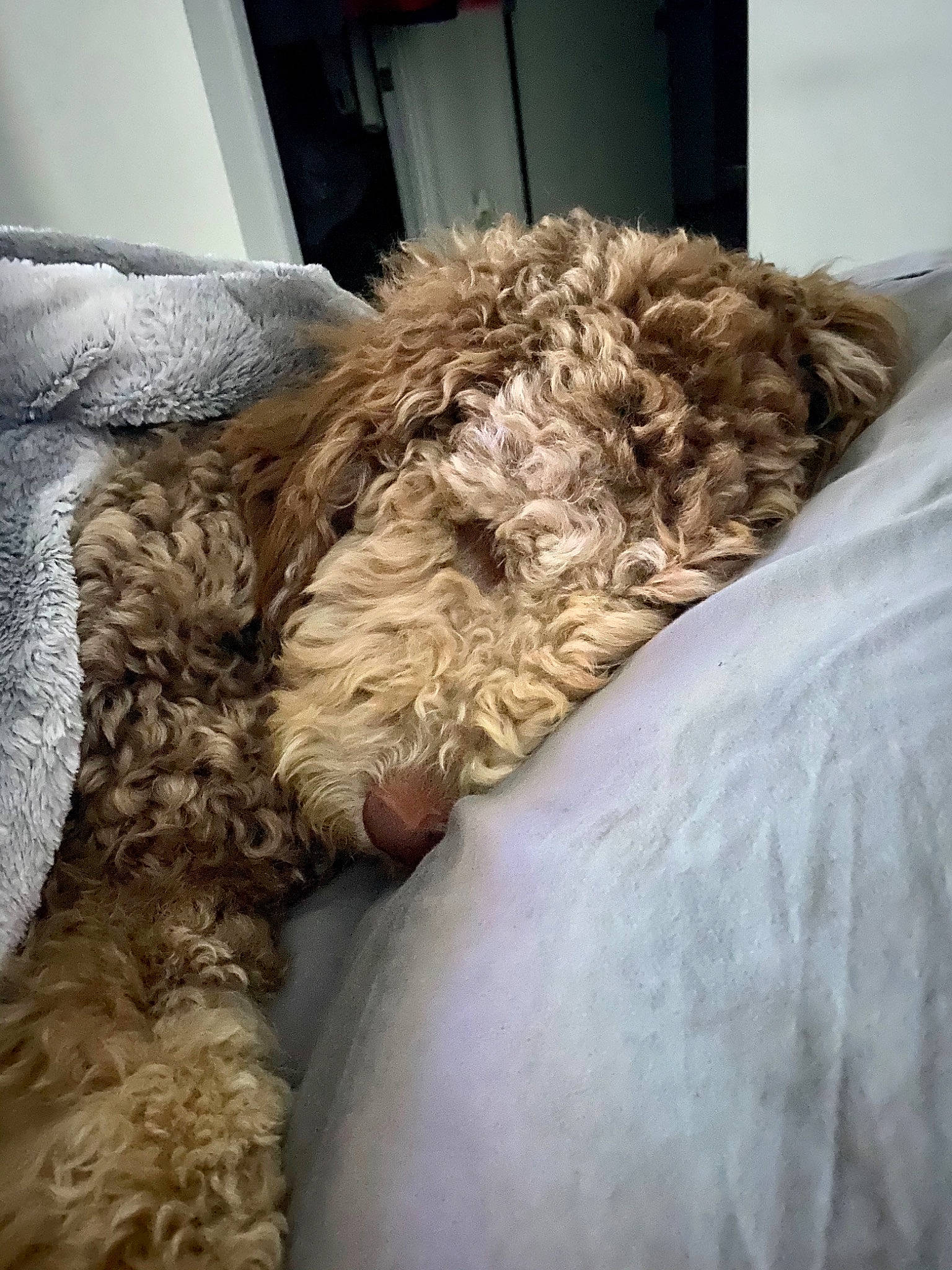 Hayden joined the competition — help win amazing prizes! canidae, carnivore, cavapoo, cockapoo, companion_dog, dog, dog_breed, fur, goldendoodle, irish_soft_coated_wheaten_terrier, labradoodle, lagotto_romagnolo, miniature_poodle, non_sporting_group, poodle_crossbreed, schnoodle, spanish_water_dog, sporting_group, terrier, toy_poodle