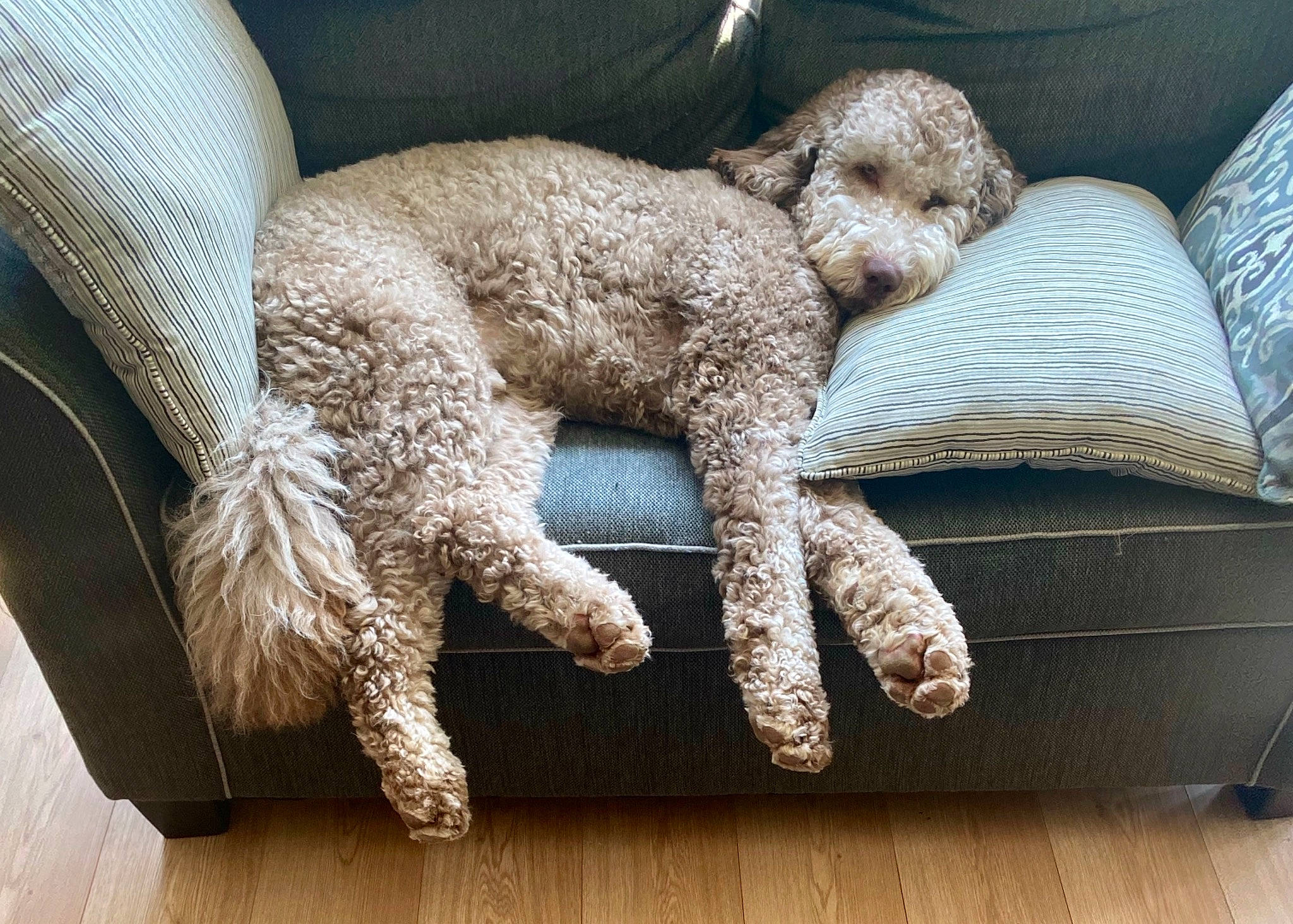 Hayden joined the competition — help win amazing prizes! beige, canidae, carnivore, cockapoo, comfort, companion_dog, dog, furniture, goldendoodle, labradoodle, lagotto_romagnolo, mammal, non_sporting_group, poodle, spanish_water_dog, sporting_group, standard_poodle, toy_dog, toy_poodle