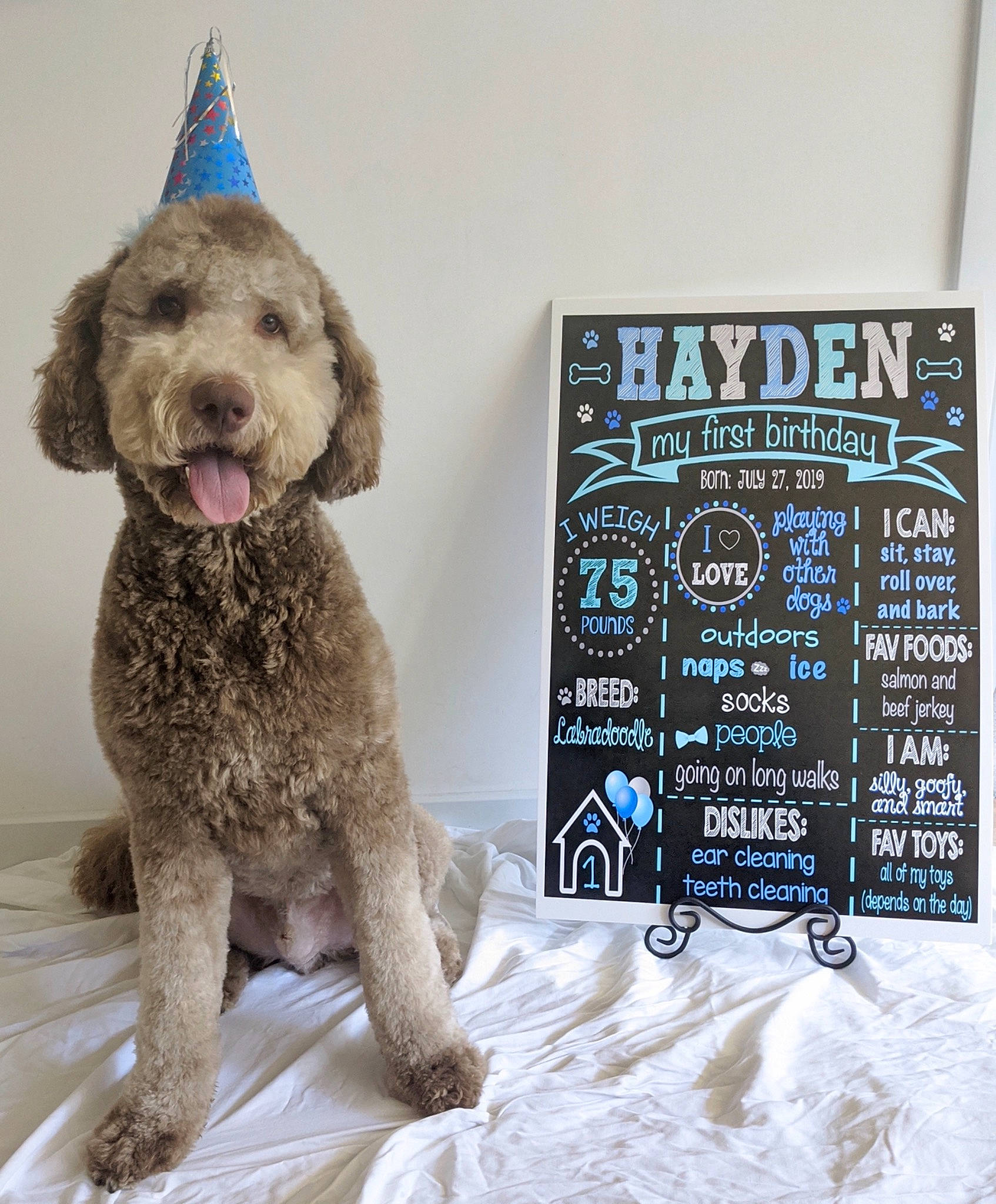 Hayden is registered to the contest to win money with this photo: canidae, carnivore, dog, dog_breed, labradoodle, mammal, sporting_group, vertebrate