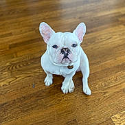 Arlo is registered to the contest to win money with this photo: french_bulldog, dog, pet, white_dog, hardwood_floor, sitting, indoor, portrait, ears, paws, collar, tag, looking_up, cute, adorable, companion, domestic_animal, short_muzzle, wrinkled_face, floor