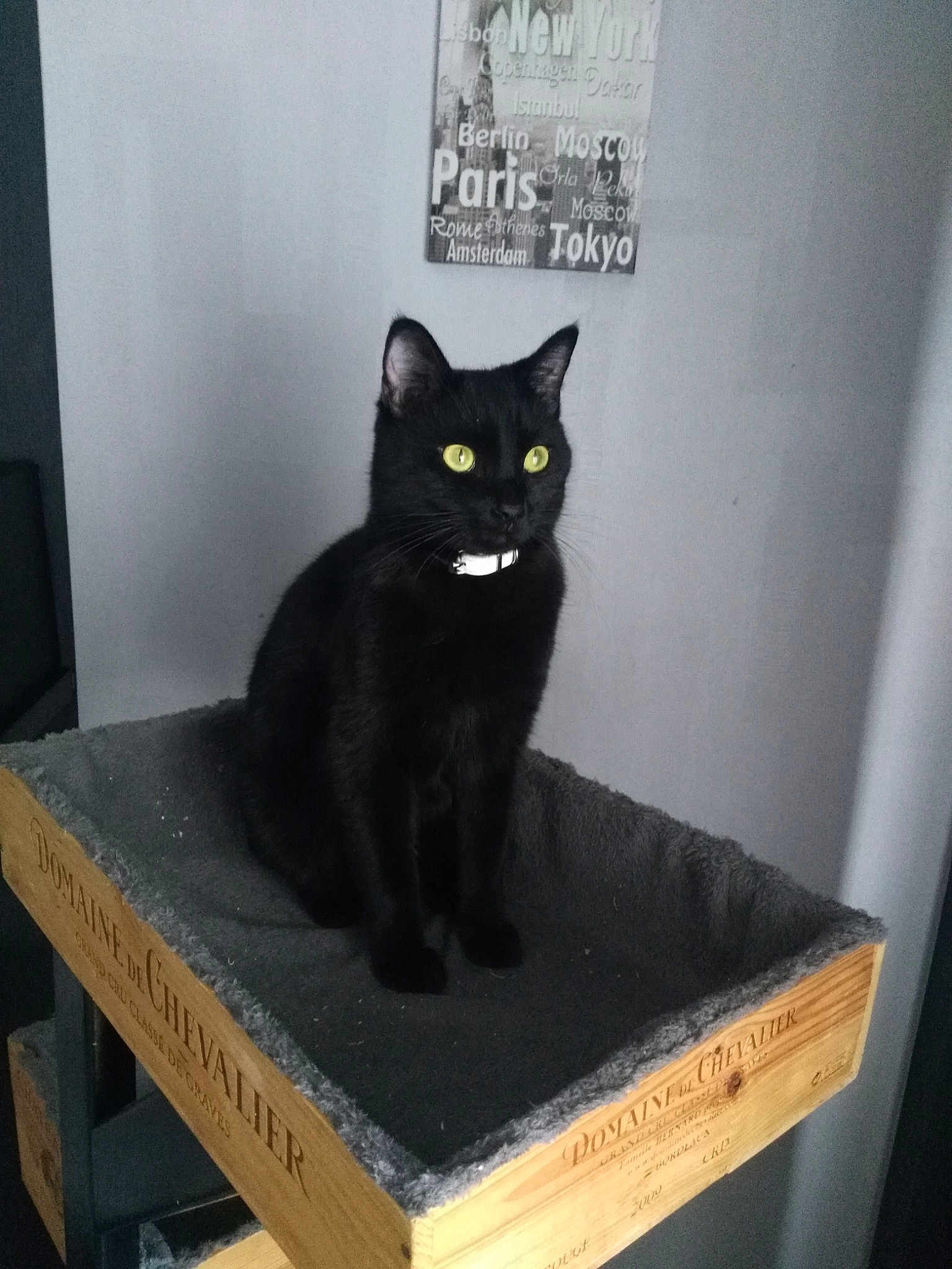 Blacky