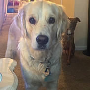 Buddy joined the competition — help win amazing prizes! dog, golden_retriever, brown_dog, indoor, pet, carpet, furniture, collar, tags, curious, standing, sitting, home, animal, canine, domestic, companion, looking, background, cozy