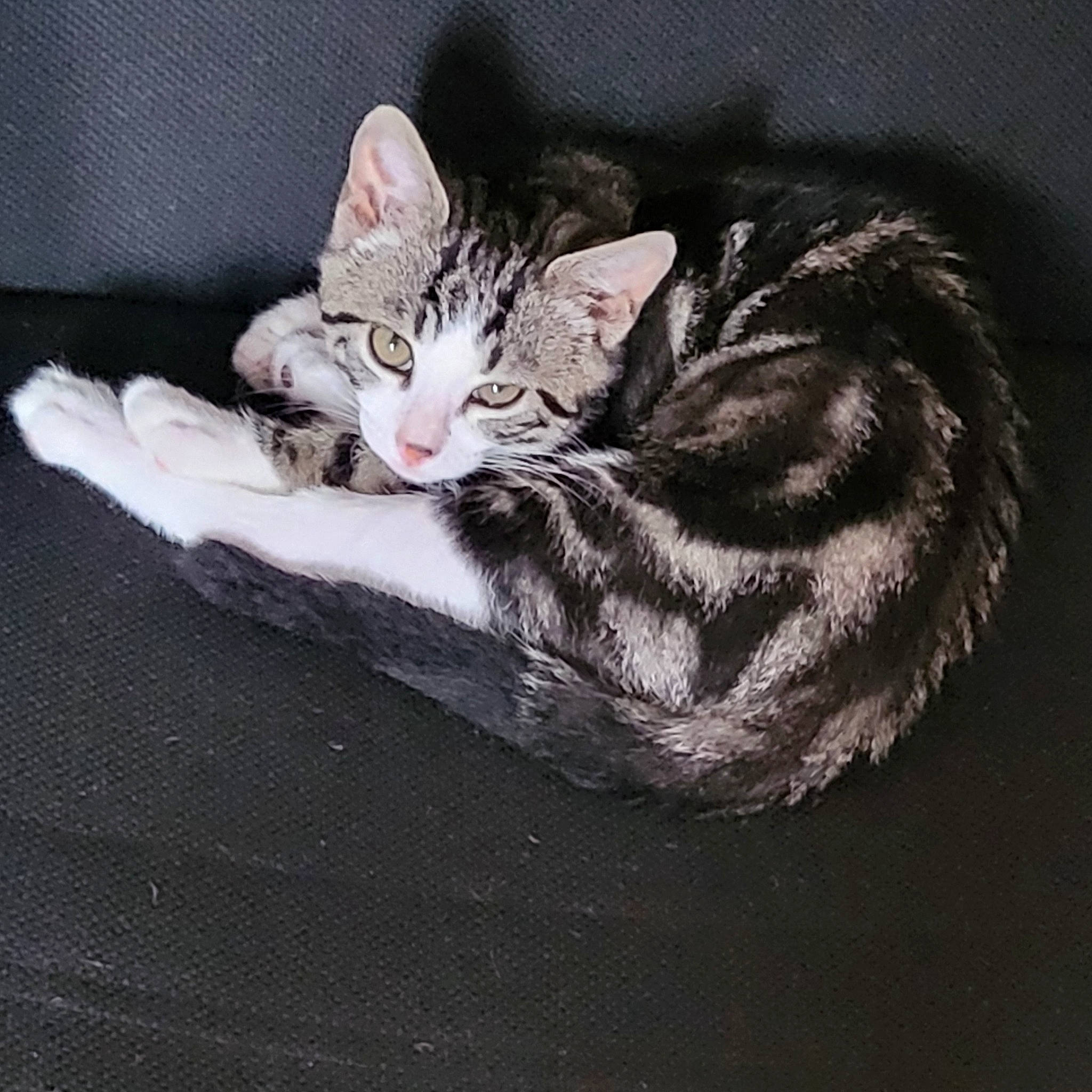 Ninja participe au concours pour gagner de l'argent avec cette photo : carnivore, cat, claw, comfort, domestic_short_haired_cat, ear, eye, felidae, foot, fur, grey, human_body, paw, sitting, small_to_medium_sized_cats, snout, tail, terrestrial_animal, tree, whiskers