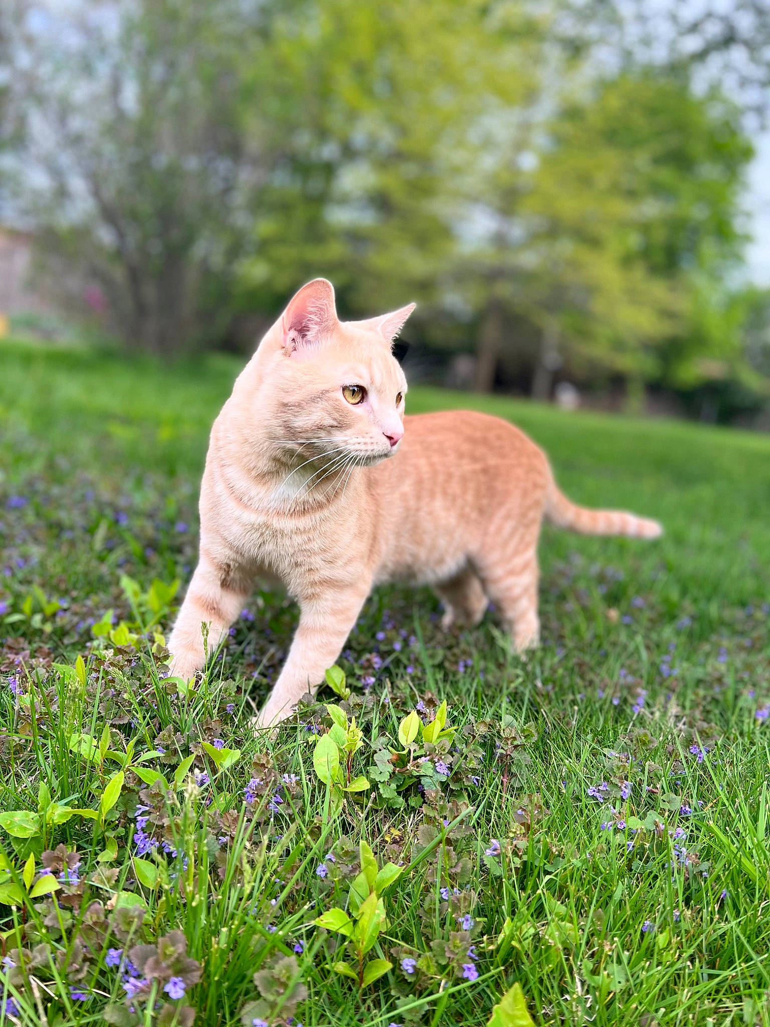 Lucu joined the competition — help win amazing prizes! carnivore, cat, domestic_short_haired_cat, fawn, felidae, flower, fur, grass, grassland, groundcover, herbaceous_plant, natural_landscape, plant, small_to_medium_sized_cats, tail, terrestrial_animal, tree, whiskers, wildlife, wood