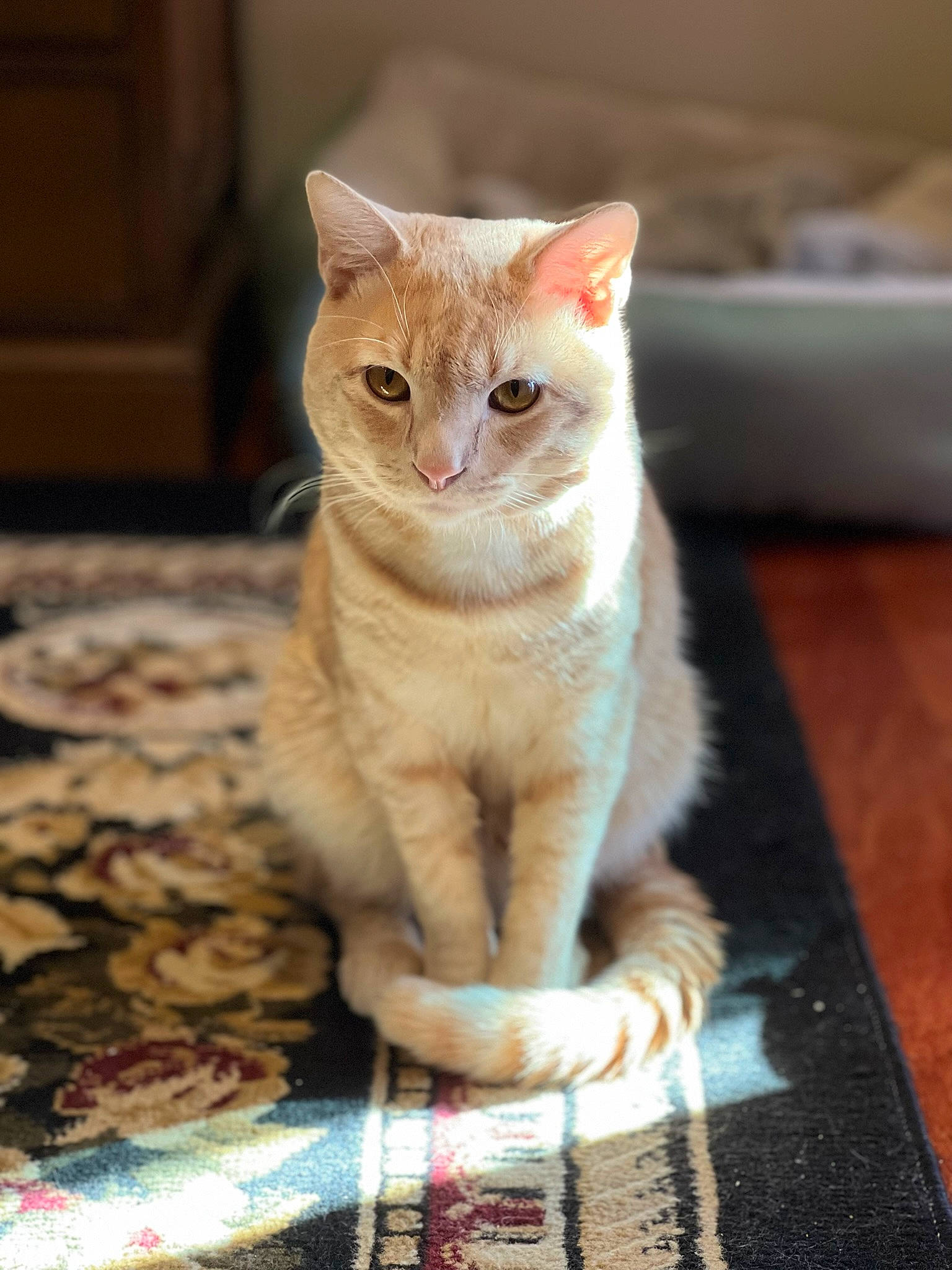 Lucu joined the competition — help win amazing prizes! carnivore, cat, claw, domestic_short_haired_cat, fawn, felidae, flooring, fur, hardwood, paw, sitting, small_to_medium_sized_cats, snout, tail, terrestrial_animal, whiskers, wildlife, wood