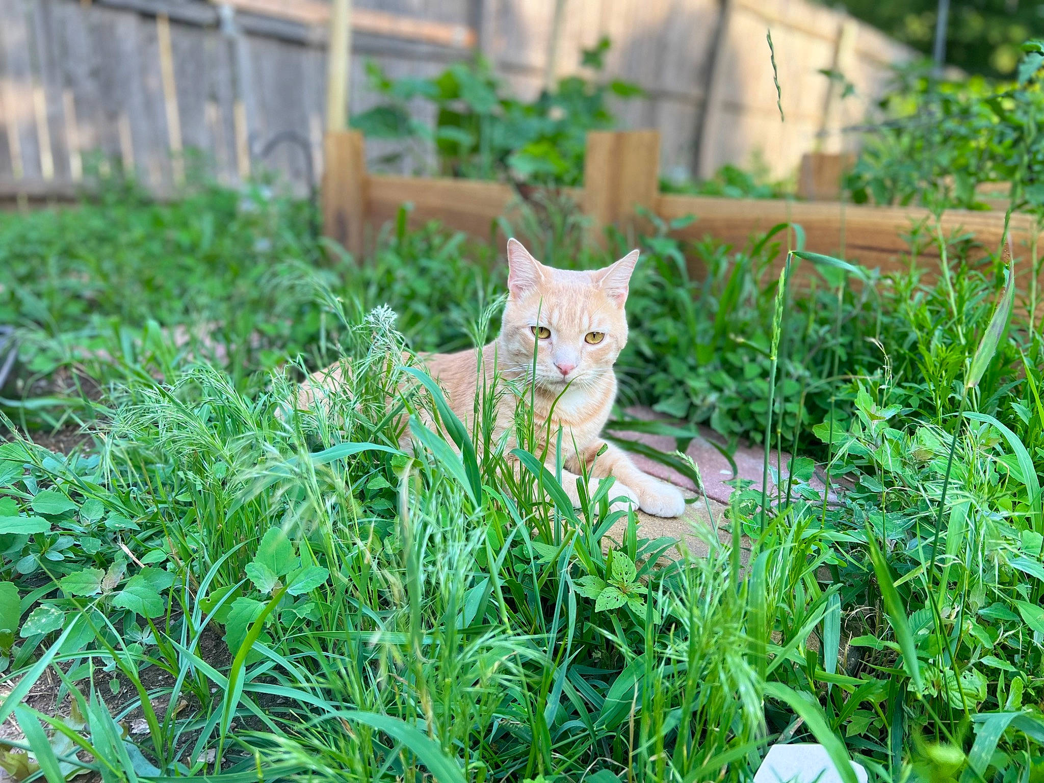 Lucu joined the competition — help win amazing prizes! carnivore, cat, domestic_short_haired_cat, fawn, felidae, garden, grass, grass_family, groundcover, lawn, leaf, plant, shrub, small_to_medium_sized_cats, snout, tail, terrestrial_animal, terrestrial_plant, whiskers, wood