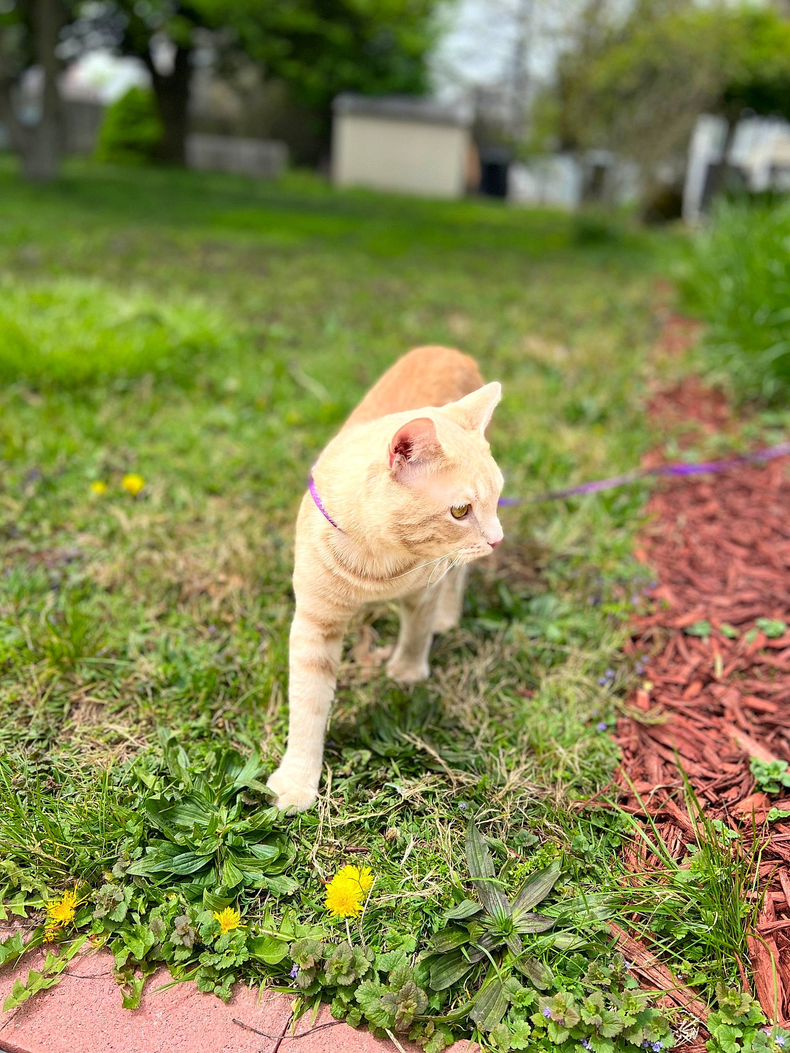 Lucu is registered to the contest to win money with this photo: carnivore, cat, companion_dog, fawn, felidae, flower, fur, grass, grass_family, groundcover, lawn, plant, road_surface, small_to_medium_sized_cats, snout, tail, terrestrial_animal, tree, whiskers, wood