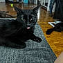 black_cat, cat, tongue_out, indoor, gray_fabric, wooden_floor, relaxed, pet, animal, mischievous, whiskers, green_eyes, furniture, person, casual_clothes, background, lying_down, domestic, playful, cozy