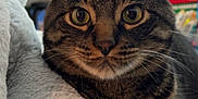 Cosmo joined the competition — help win amazing prizes! cat, tabby, close_up, pet, animal, feline, fluffy_blanket, cozy, indoor, domestic, whiskers, ears, fur, eyes, relaxed, resting, household, background, soft_texture, cute