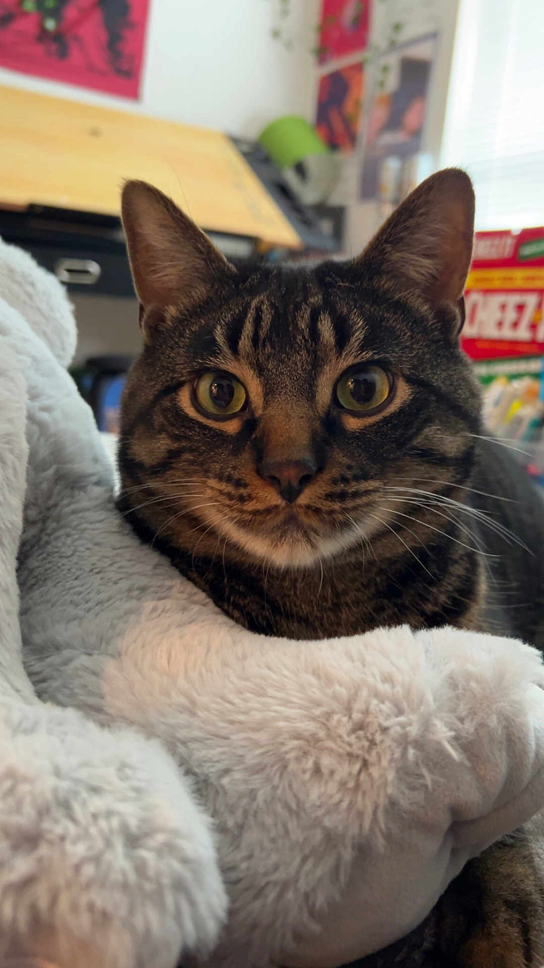 Cosmo joined the competition — help win amazing prizes! cat, tabby, close_up, pet, animal, feline, fluffy_blanket, cozy, indoor, domestic, whiskers, ears, fur, eyes, relaxed, resting, household, background, soft_texture, cute