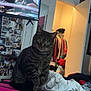 Cosmo joined the competition — help win amazing prizes! cat, tabby_cat, bed, blanket, clothing, closet, television, person_on_tv, photographs, keys, plant, indoor, furniture, pink_case, door, hanger, sitting, curious, room, casual