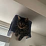 cat, tabby, pet, indoor, cat_tree, perch, feline, whiskers, ears, curious, looking, soft_light, window_blinds, wall_art, home, cozy, furniture, domestic, animal, resting