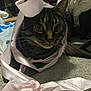 Cosmo is registered to the contest to win money with this photo: cat, tabby, ribbon, pink, indoor, carpet, pet, animal, curious, closeup, whiskers, ears, eyes, floor, cozy, domestic, feline, playful, cute, portrait