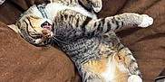 Special. K Junior joined the competition — help win amazing prizes! cat, tabby, pet, animal, feline, paw, tongue, stretching, cushion, blanket, indoor, relaxed, cute, fur, whiskers, collar, sleepy, cozy, brown, gray