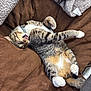 cat, tabby, pet, animal, feline, paw, tongue, stretching, cushion, blanket, indoor, relaxed, cute, fur, whiskers, collar, sleepy, cozy, brown, gray